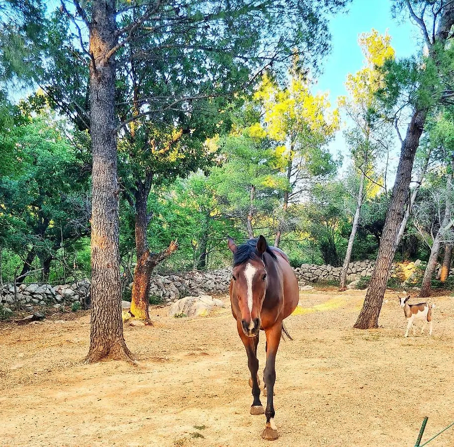 Villa La Merion Starigrad Paklenica